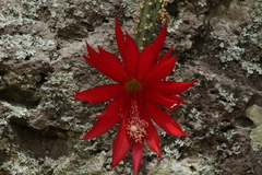 Disocactus speciosus speciosus