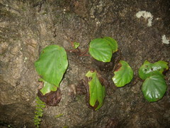 Begonia leprosa