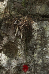 Disocactus speciosus speciosus