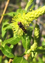 Parasyrphus annulatus