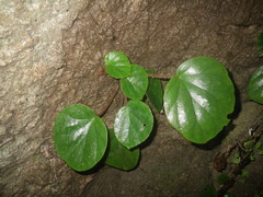 Begonia leprosa