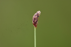 Eleocharis tenuis verrucosa