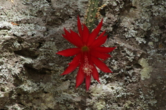 Disocactus speciosus speciosus