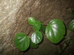 Begonia leprosa