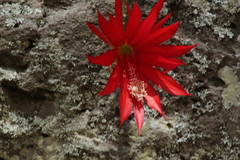 Disocactus speciosus speciosus