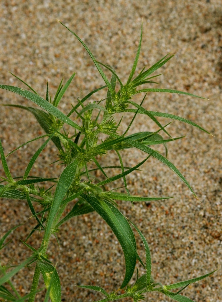 Agriophyllum pungens