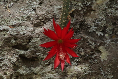 Disocactus speciosus speciosus