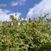 photo of Song Sparrow (Melospiza melodia)