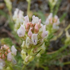Oxytropis borealis viscida