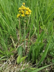Crepis praemorsa