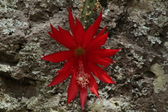 Disocactus speciosus speciosus