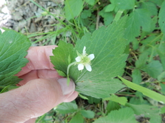 Geum canadense texanum