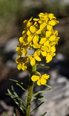 Erysimum perenne