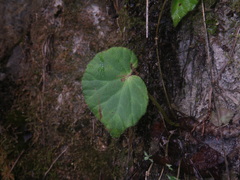 Begonia luzhaiensis