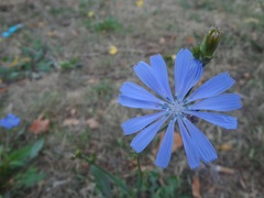 Cichorium intybus