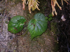 Begonia luzhaiensis