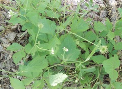 Geum canadense texanum