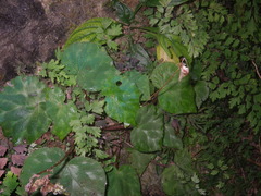Begonia luzhaiensis