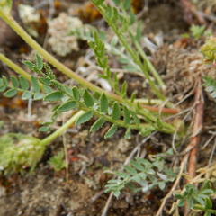 Oxytropis borealis viscida