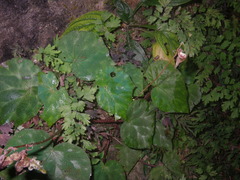 Begonia luzhaiensis