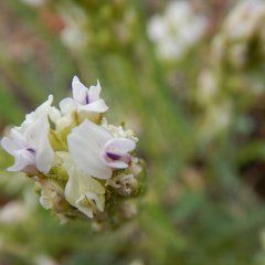 Oxytropis borealis viscida