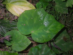 Begonia luzhaiensis