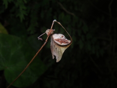 Begonia luzhaiensis