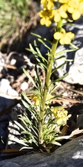 Erysimum perenne