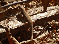 Sceloporus nelsoni