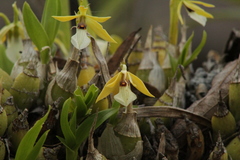 Prosthechea micropus