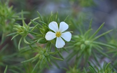 Leptosiphon nuttallii pubescens