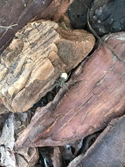 Pardosa pusiola
