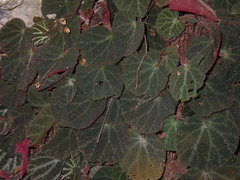 Begonia ningmingensis