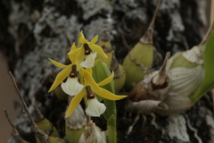 Prosthechea micropus