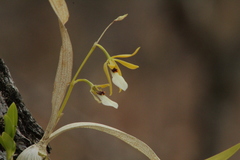 Prosthechea micropus
