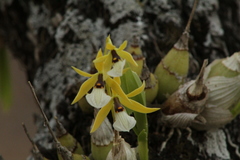 Prosthechea micropus