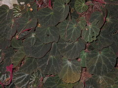 Begonia ningmingensis