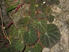 Begonia ningmingensis
