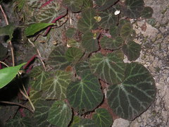 Begonia ningmingensis