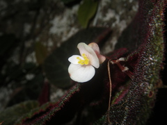 Begonia ningmingensis