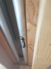 Dictenidia bimaculata