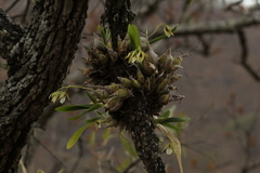 Prosthechea micropus
