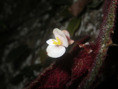 Begonia ningmingensis