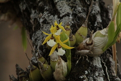 Prosthechea micropus