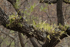Prosthechea micropus