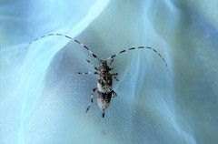 Acanthocinus griseus