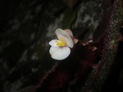 Begonia ningmingensis