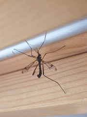 Dictenidia bimaculata