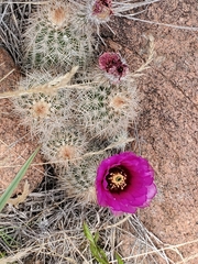 Echinocereus reichenbachii baileyi