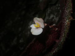 Begonia ningmingensis